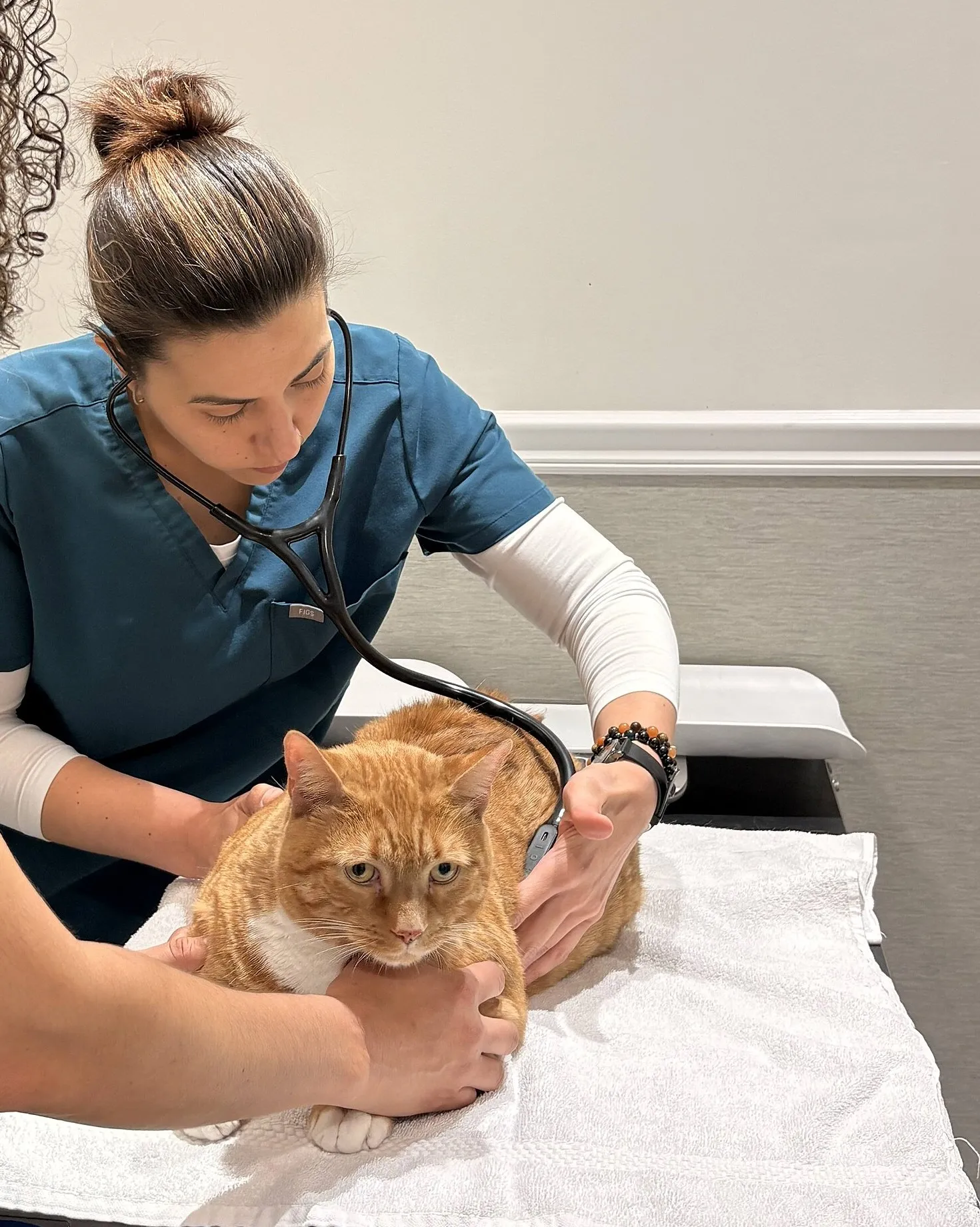 Gato naranja sobre una toalla mientras una veterinaria lo ausculta con el estetoscopio