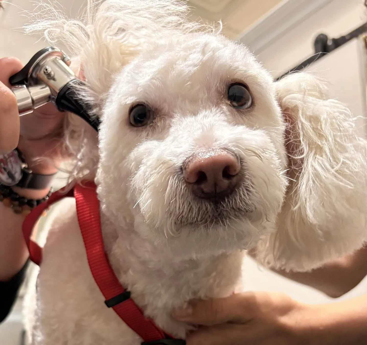 Perro blanco con pechera roja mirando a cámara mientras una veterinaria le revisa el oído